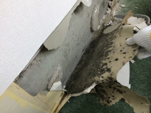壁カビ剝がし