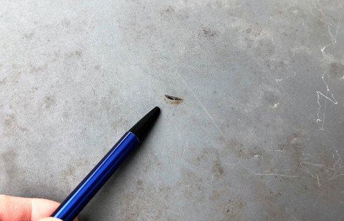 GS青木様邸練馬区関町北2-22-19_171029_0041